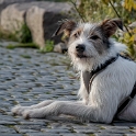 001 Felix Mecklenburgische Seenplatte SAM_4288 Kopie